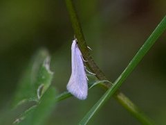 Elachista argentella