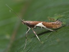 Caloptilia stigmatella