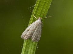 Dvergnebbfly (Hypenodes humidalis)