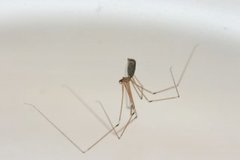 Pholcus phalangioides