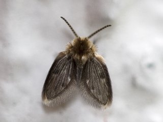 Sommerfuglmygg (Psychodidae)