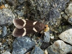 Chionodes lugubrella