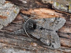 Heibørstespinner (Gynaephora fascelina)