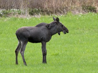 Elg (Alces alces) Elg (Alces alces)