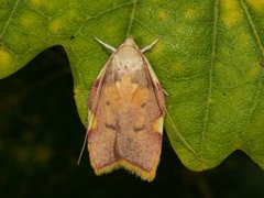 Eikemøll (Carcina quercana)