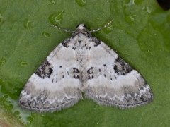 Flekklundmåler (Perizoma blandiata)