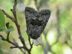 Myrdagfly (Sympistis funebris)