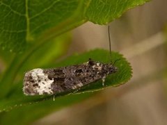 Mørk løvvikler (Apotomis sauciana)