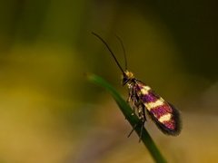 Micropterix aureatella