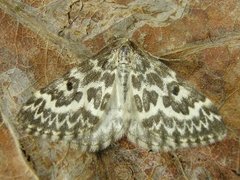 Taigabarmåler (Heterothera serraria)