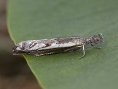 Blålig nebbmott (Platytes alpinella)