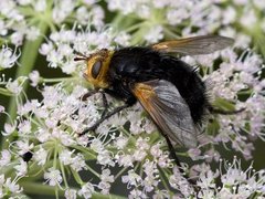 Stor snylteflue (Tachina grossa)