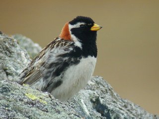 Lappspurv (Calcarius lapponicus) Lappspurv (Calcarius lapponicus)