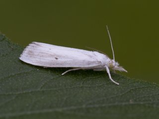 Dunkjevlenebbmott (Calamotropha paludella)