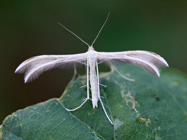 Bergmyntefjærmøll (Merrifieldia baliodactylus)