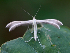 Bergmyntefjærmøll (Merrifieldia baliodactylus)