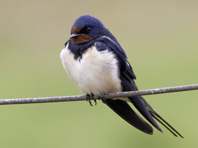 Låvesvale (Hirundo rustica)