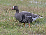 Tundragås (Anser albifrons)