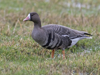 Tundragås (Anser albifrons)