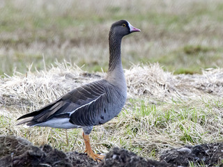 Dverggås (Anser erythropus)