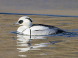 Lappfiskand (Mergellus albellus)