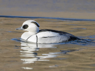 Lappfiskand (Mergellus albellus)