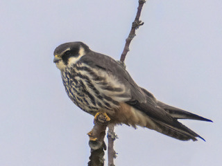 Lerkefalk (Falco subbuteo)