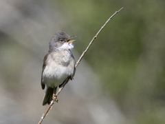 Tornsanger (Sylvia communis)
