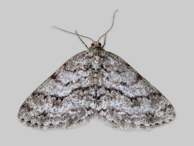 Vårbarkmåler (Ectropis crepuscularia)