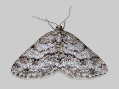 Vårbarkmåler (Ectropis crepuscularia)