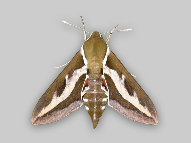 Mauresvermer (Hyles gallii)
