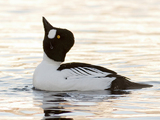 Kvinand (Bucephala clangula)
