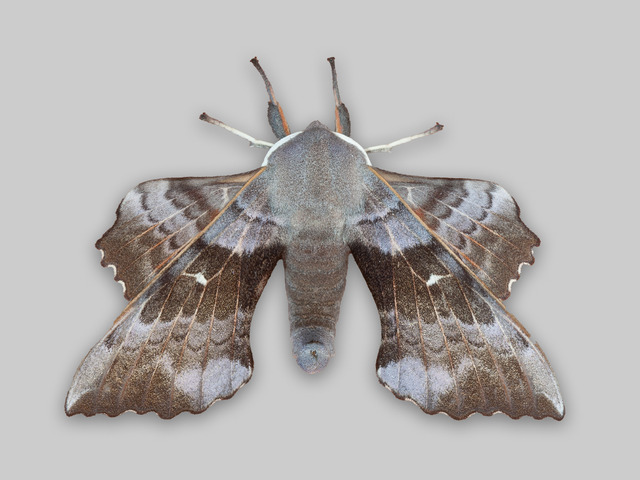 Ospesvermer (Laothoe populi)