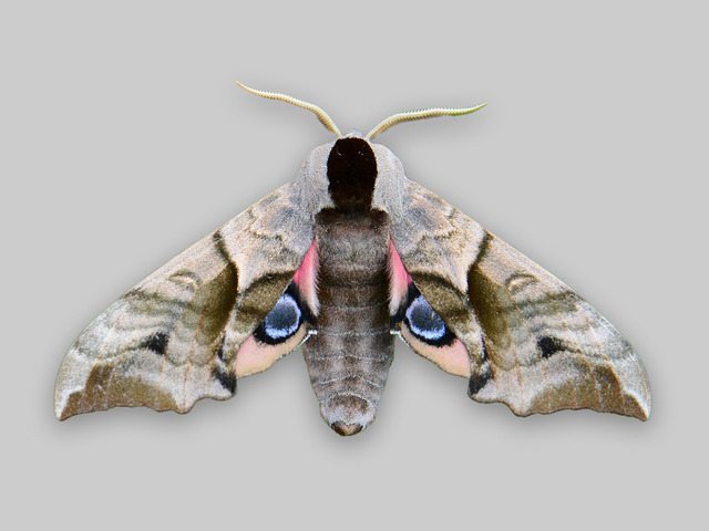 Kveldpåfugløye (Smerinthus ocellata)