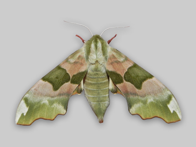 Lindesvermer (Mimas tiliae)