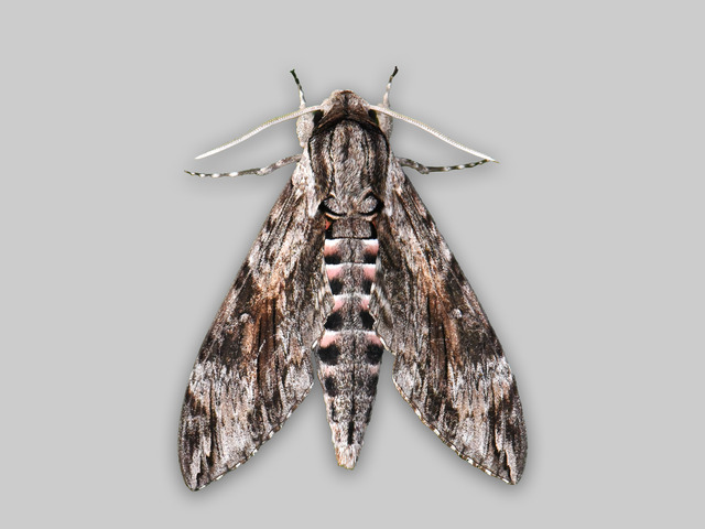 Vindelsvermer (Agrius convolvuli)
