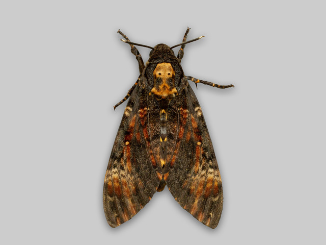 Dødninghode (Acherontia atropos)
