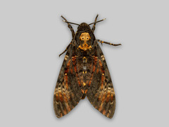 Dødninghode (Acherontia atropos)