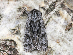 Broket kveldfly (Acronicta auricoma)
