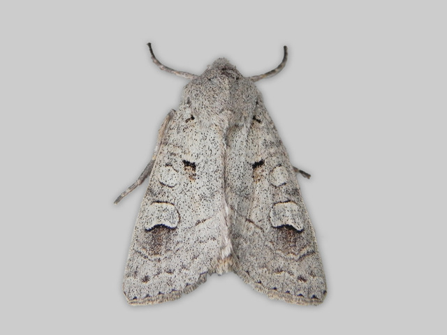 Pudderfly (Ammoconia caecimacula)