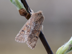 Gult seljefly (Orthosia miniosa)