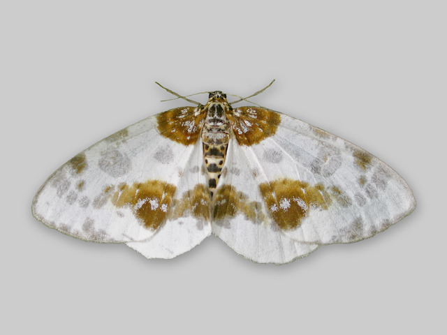 Almepraktmåler (Abraxas sylvata)