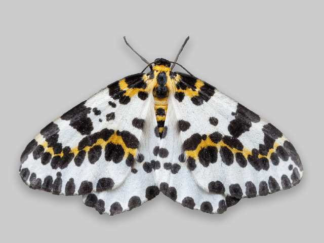 Stikkelsbærpraktmåler (Abraxas grossulariata)