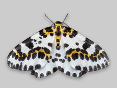 Stikkelsbærpraktmåler (Abraxas grossulariata)