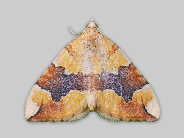 Svovelmåler (Cidaria fulvata)