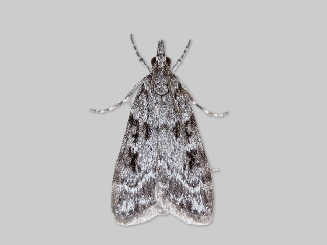 Junimosemott (Scoparia ambigualis)