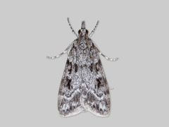 Junimosemott (Scoparia ambigualis)