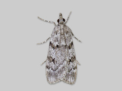 Engmosemott (Scoparia subfusca)