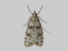 Grå mosemott (Scoparia ancipitella)