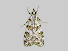 Prydmosemott (Scoparia pyralella)